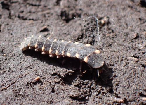 Lampyris noctiluca